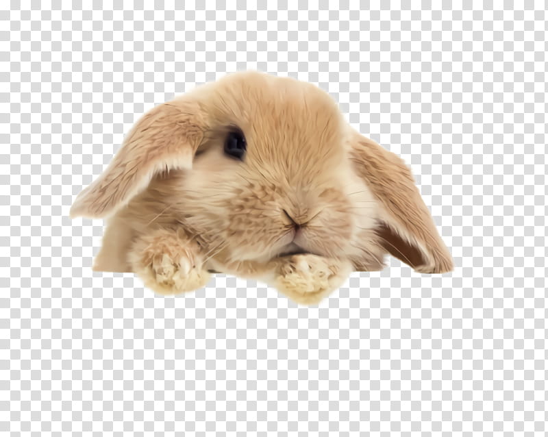 rabbit domestic rabbit rabbits and hares beige brown, Ear, Animal Figure, Guinea Pig, Toy transparent background PNG clipart