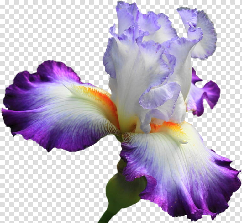 Purple Watercolor Flower, Irises, Painting, Watercolor Painting, Poppy, Lily, Drawing, Petal transparent background PNG clipart
