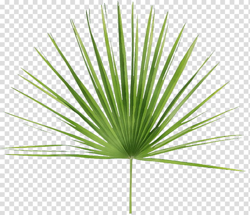 Palm Tree, Watercolor, Paint, Wet Ink, Asian Palmyra Palm, Saw Palmetto Extract, Leaf, Line transparent background PNG clipart