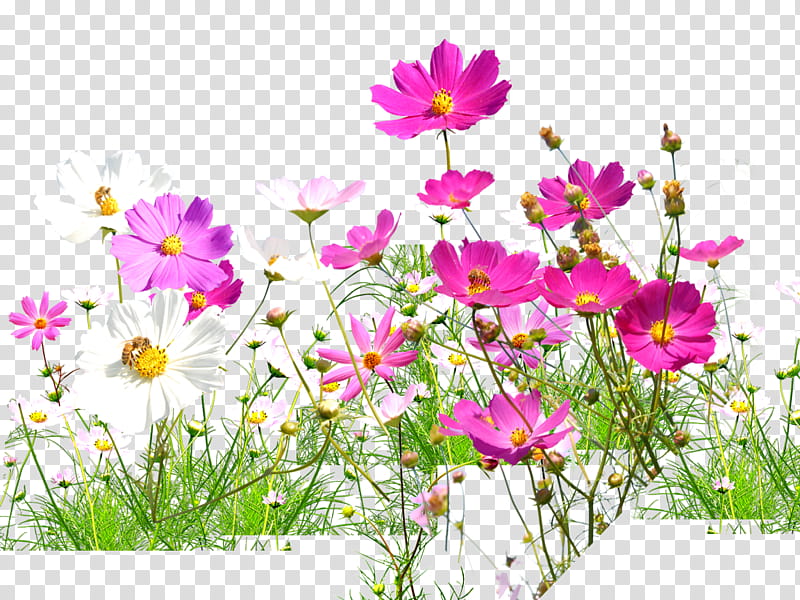 Flower power s, pink and white petaled flower transparent