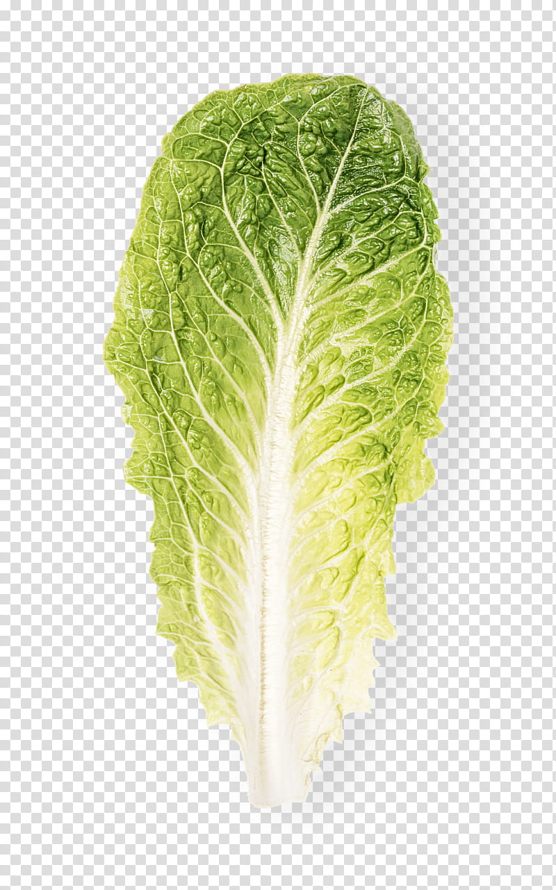 leaf vegetable leaf vegetable romaine lettuce lettuce, Cabbage, Savoy Cabbage, Plant, Chard, Chinese Cabbage transparent background PNG clipart