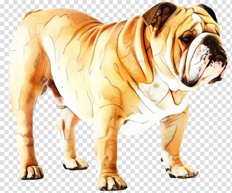 Bulldog, Bulldog, German Shepherd, Old English Bulldog, French Bulldog, Dachshund, Pet, Breed transparent background PNG clipart