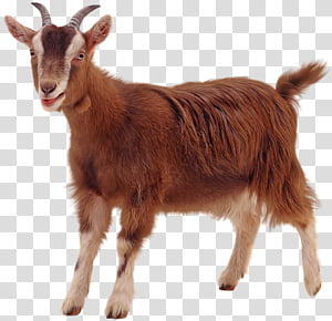 Goat, Jamnapari Goat, Boer Goat, Sheep, Feral Goat, Black Bengal Goat ...