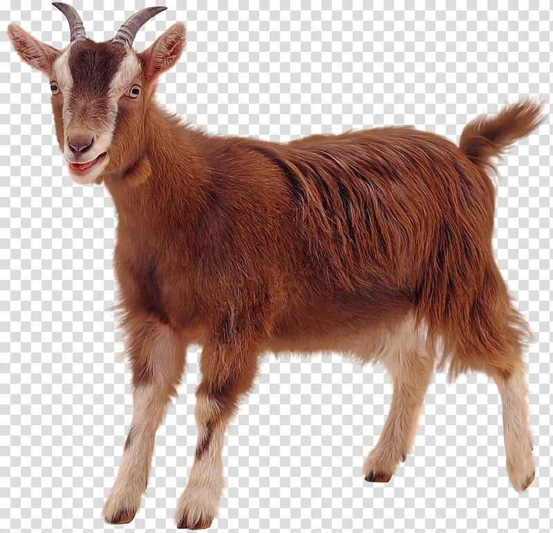 Sheep, Pygmy Goat, Boer Goat, Anglonubian Goat, Cattle, Feral Goat, Goats, Live transparent background PNG clipart