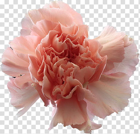 Carnation , peach flower art transparent background PNG clipart
