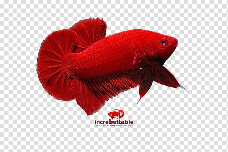 Fish, Siamese Fighting Fish, Red, Yellow, Bettas, Goldfish, Tail, Coquelicot transparent background PNG clipart