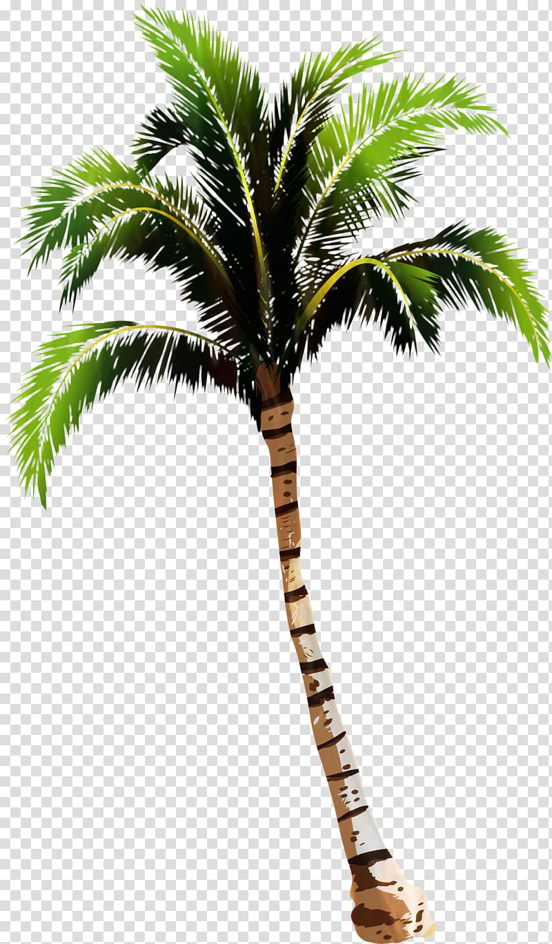 Coconut Leaf Drawing, Palm Trees, Plant, Arecales, Date Palm, Elaeis, Woody Plant, Desert Palm transparent background PNG clipart