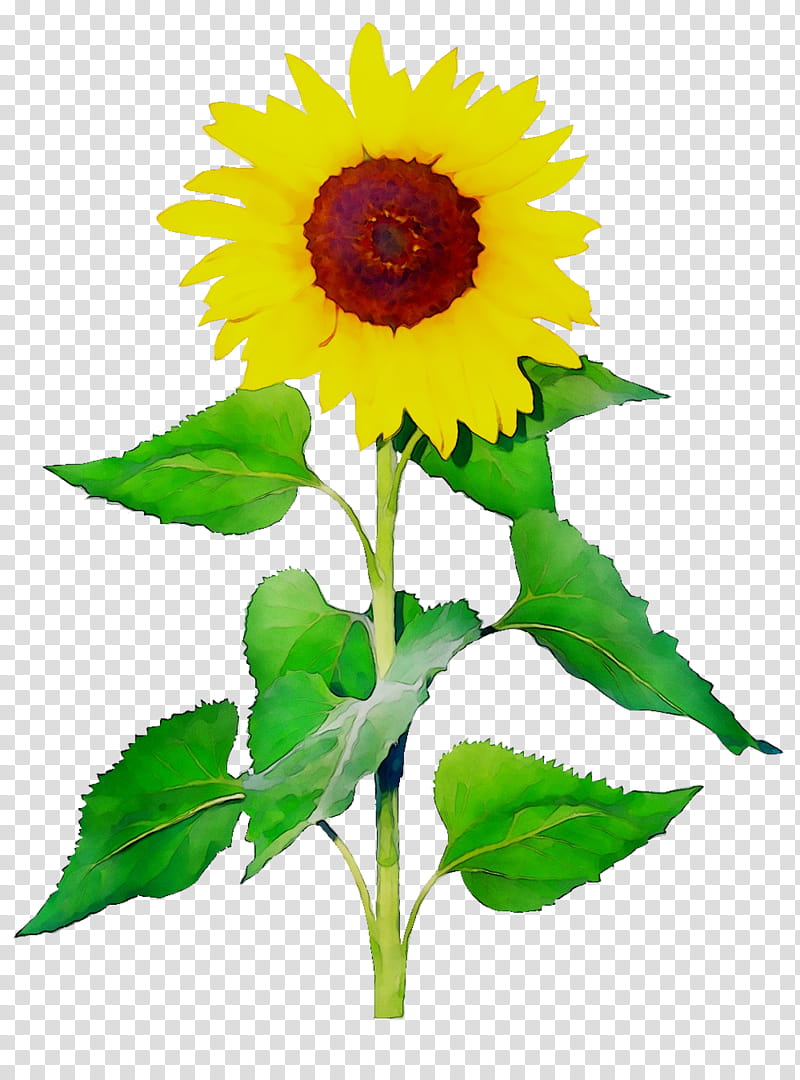 Plants, Common Sunflower, Sunflower Seed, Plant Stem, Yellow, Petal, Daisy Family, Asterales transparent background PNG clipart