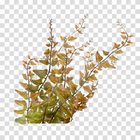 Aquatic Plants Set , green-leafed plant transparent background PNG clipart