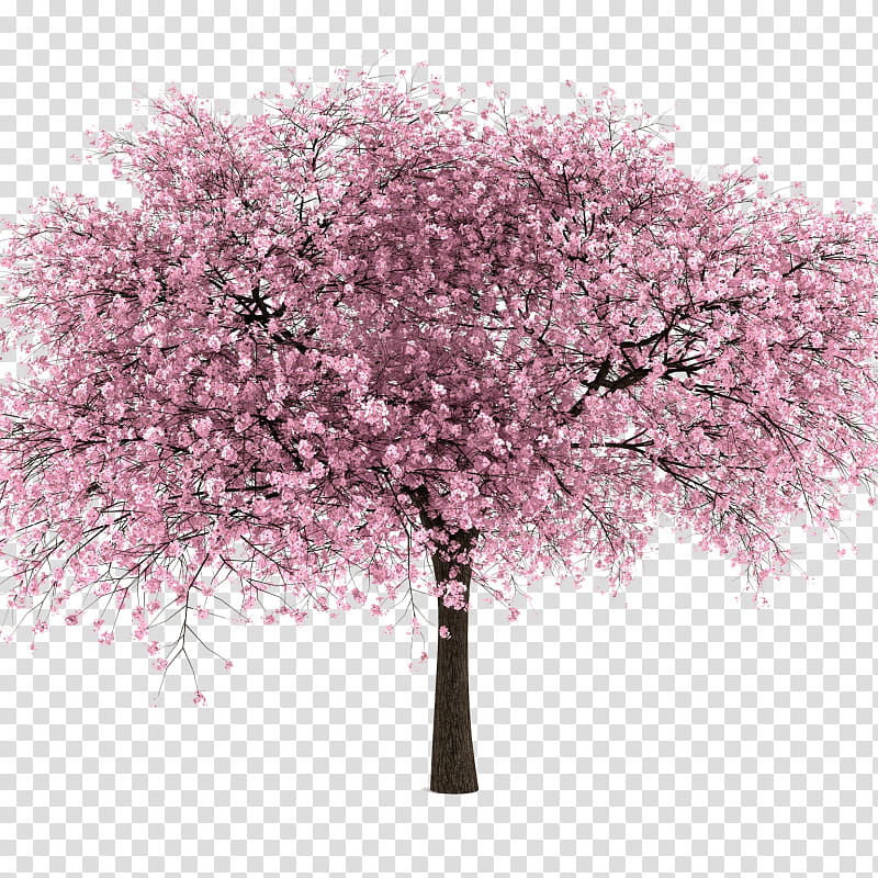 Cherry Blossom Tree Drawing, National Cherry Blossom Festival, Cherries, Branch, Prunus, Pink, Flower, Plant transparent background PNG clipart