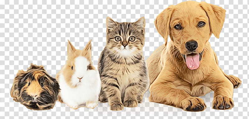 Dog And Cat, Pet, Animal Shelter, Pet Adoption, Society For The Prevention Of Cruelty To Animals, Pet Insurance, Veterinarian, Humane Society transparent background PNG clipart