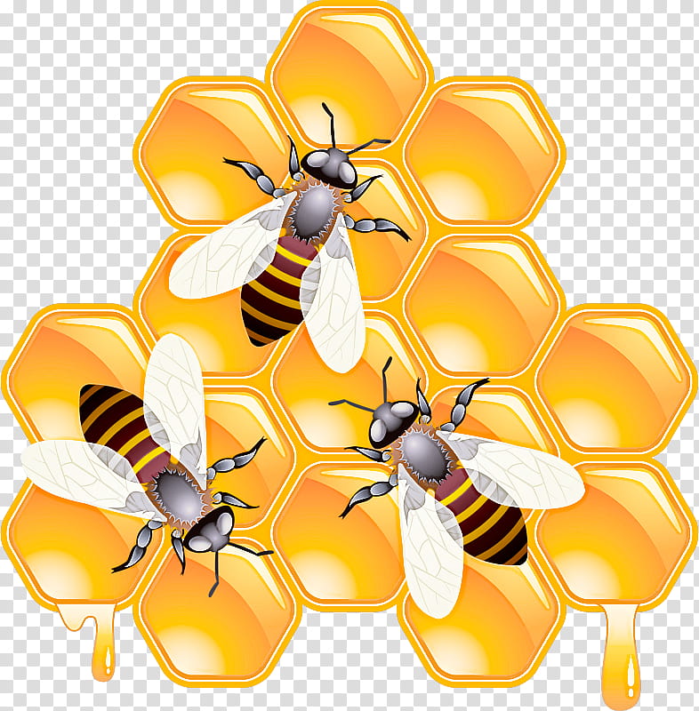 honeybee bee insect eumenidae membrane-winged insect, Membranewinged Insect, Pollinator, Wasp, Pest, Hornet transparent background PNG clipart