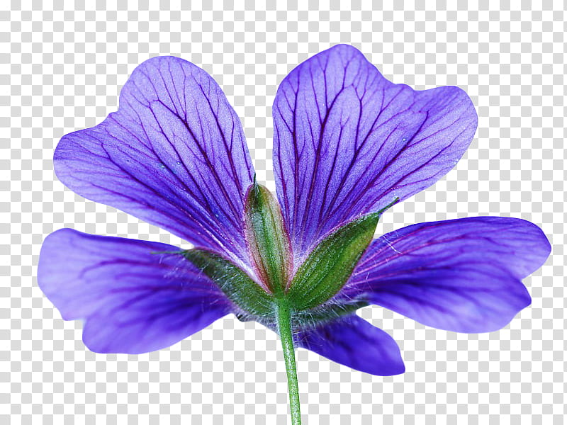, purple Malva flower transparent background PNG clipart
