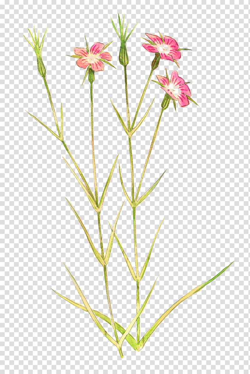 Pink Flower, Petal, Plant Stem, Cut Flowers, Herbaceous Plant, Plants, Family, Pnk transparent background PNG clipart