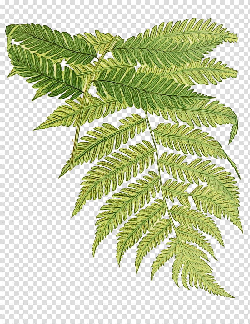 Watercolor Flower, Drawing, Fern, Watercolor Painting, Plants, Polystichum Setiferum, Shield Ferns, Leaf transparent background PNG clipart