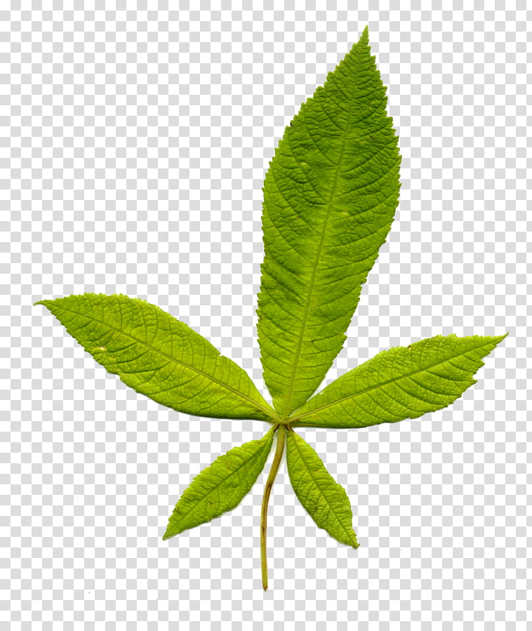 Oak Tree Leaf, European Horsechestnut, European Beech, Plant Stem, European Ash, Plants, Broadleaved Tree, Aesculus transparent background PNG clipart