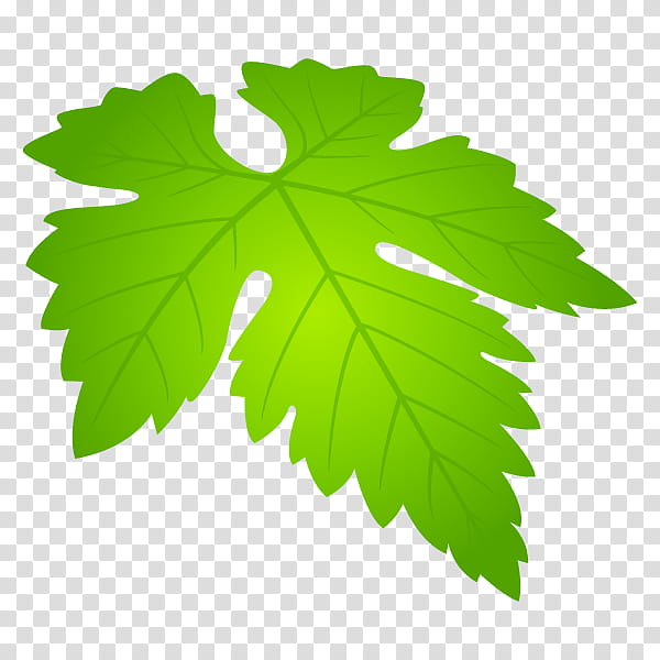 Green Tea Leaf, Cafe Morris, Koshu, Restaurant, Grape, Obu, Aichi Prefecture, Tree transparent background PNG clipart