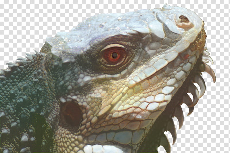 Mouth, Lizard, Reptile, Common Iguanas, Green Iguana, Animal, Marine Iguana, Portrait transparent background PNG clipart