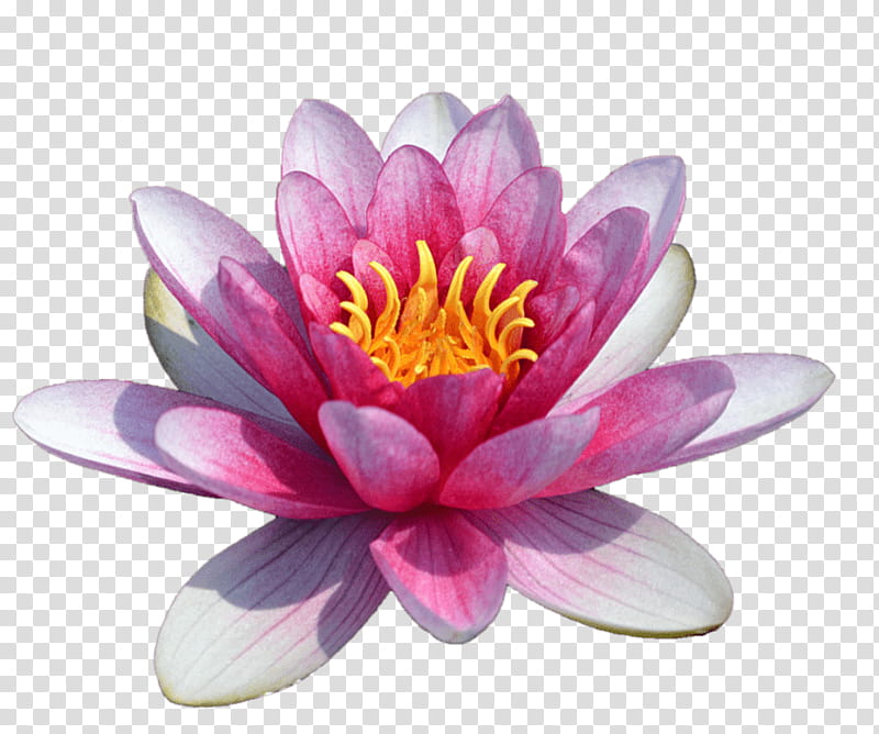 White Lily Flower, Water Lily Pond, Sacred Lotus, Egyptian Lotus, Pygmy Waterlily, Water Lilies, Fragrant White Water Lily, Petal transparent background PNG clipart