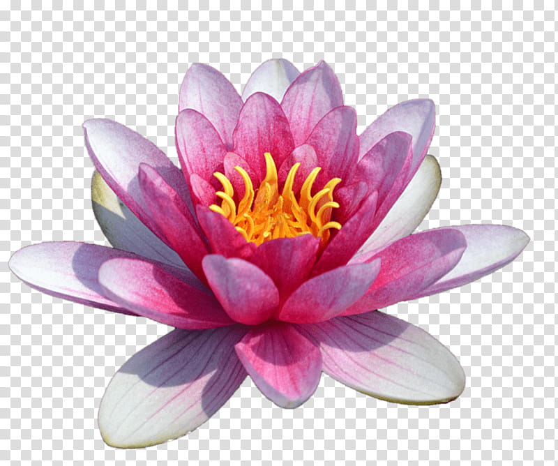 pink water lily clip art