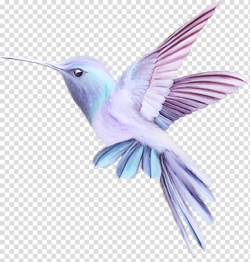 Hummingbird, Beak, Wing, Mountain Bluebird transparent background PNG clipart