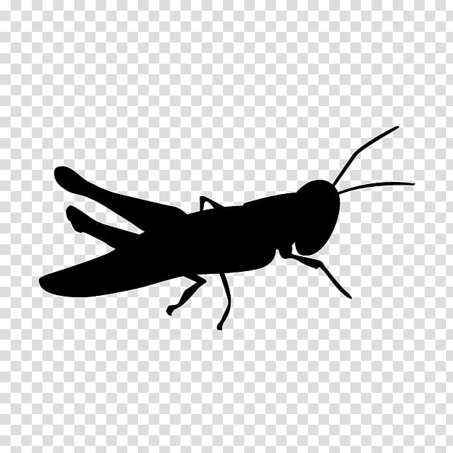 insect pest fly grasshopper cricket-like insect, Cricketlike Insect, Membranewinged Insect, Silhouette transparent background PNG clipart