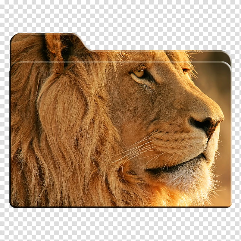 Big Cats HD Folder Icons Mac Only , . The King transparent background PNG clipart