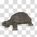 Spore creature Marginated tortoise , grey tortoise illustration transparent background PNG clipart