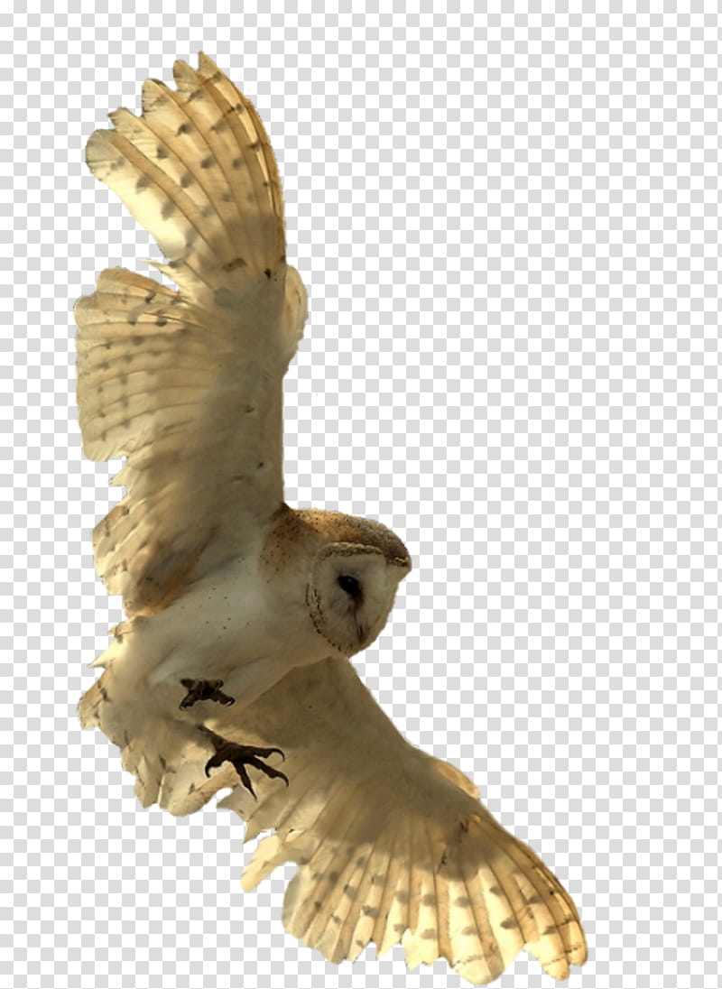 Eagle, Owl, Bird, Snowy Owl, Little Owl, Eurasian Eagleowl, Great Horned Owl, Bird Of Prey transparent background PNG clipart