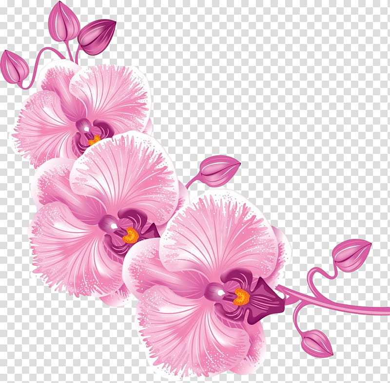 flower pink petal plant cut flowers, Violet, Moth Orchid transparent background PNG clipart