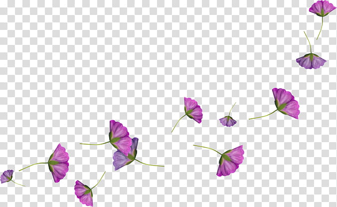 Sweet Pea Flower, Davina Claire, Floral Design, Desktop , Jessica Olson, Simone Daniels, Encapsulated PostScript, transparent background PNG clipart