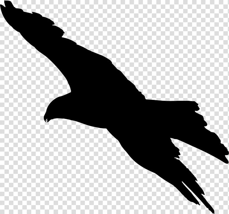 Bird Silhouette, Flight, Bird Flight, Bald Eagle, Beak, Animal, Flock, Falcon transparent background PNG clipart