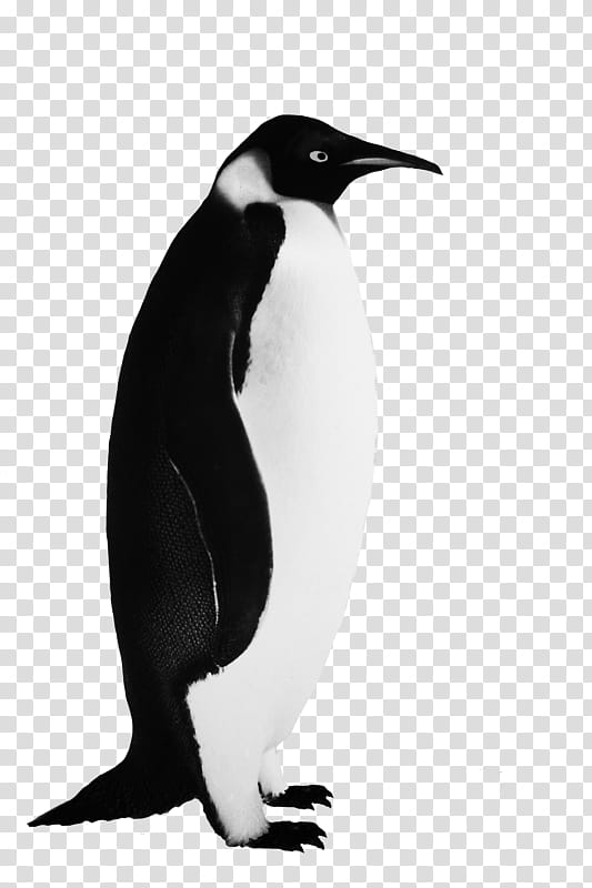 Penguin, Bird, Gentoo Penguin, Emperor Penguin, Flightless Bird, Southern Rockhopper Penguin, Drawing, King Penguin transparent background PNG clipart