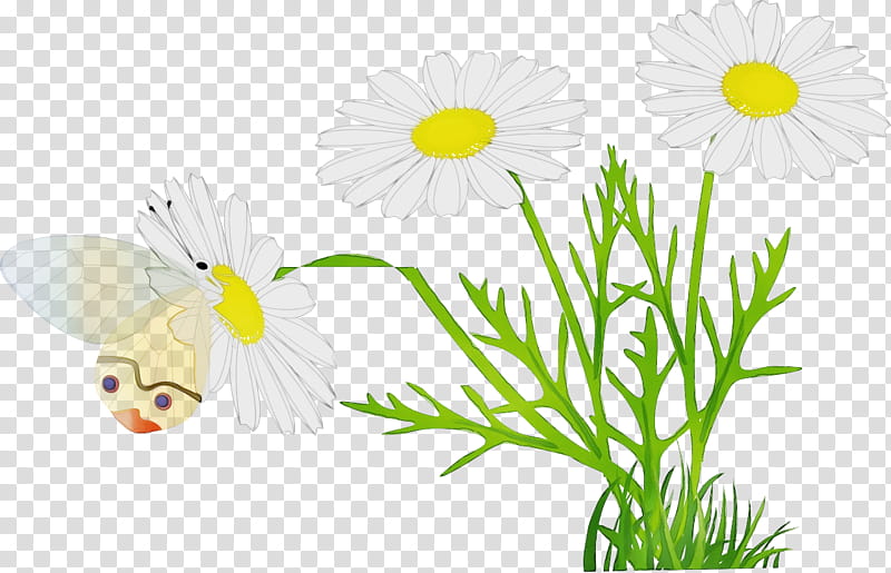 Watercolor Flower, Paint, Wet Ink, Common Daisy, Chamomile, Silhouette, Daisy Family, Oxeye Daisy transparent background PNG clipart