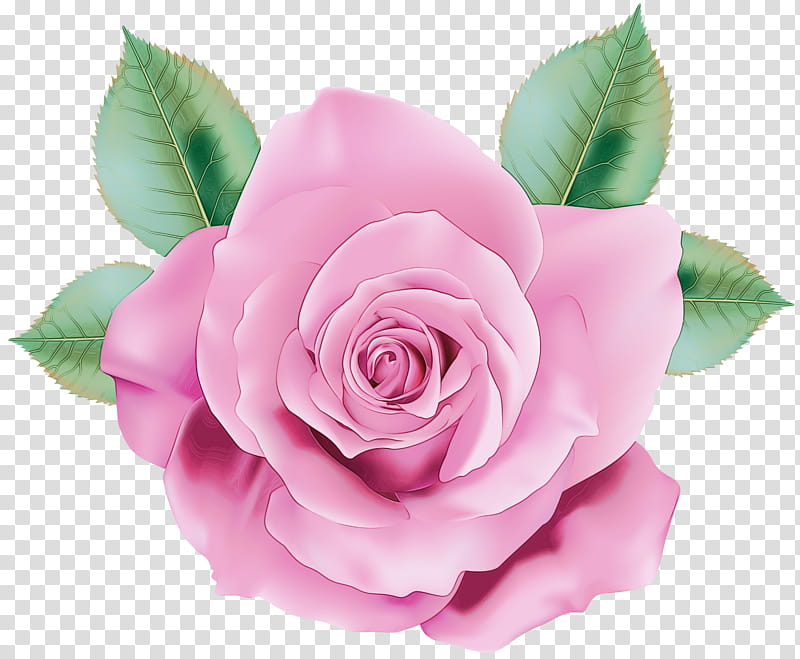 Watercolor Pink Flowers, Paint, Wet Ink, Garden Roses, Cabbage Rose, Floribunda, Pink Rose, Cut Flowers transparent background PNG clipart