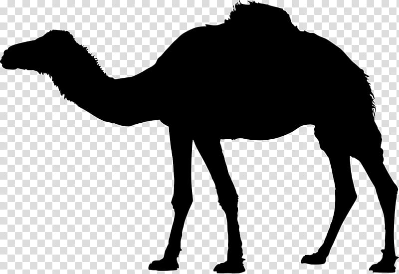 Silhouette Camel, Dromedary, Camelid, Arabian Camel, Bactrian Camel, Live, Blackandwhite, Line Art transparent background PNG clipart