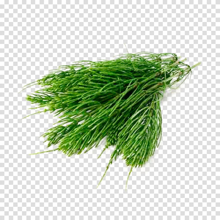 grass plant chives grass family vegetable, Herb, Dill, Food transparent background PNG clipart