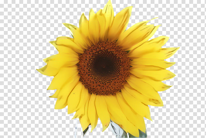 Flowers, Sunflower, Flora, Bloom, , Watercolor Sunflower, Common Sunflower, Royaltyfree transparent background PNG clipart