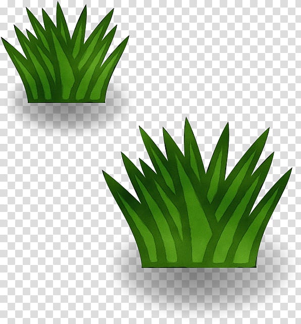 green leaf grass plant flowerpot, Watercolor, Paint, Wet Ink, Yucca, Houseplant, Terrestrial Plant, Tree transparent background PNG clipart