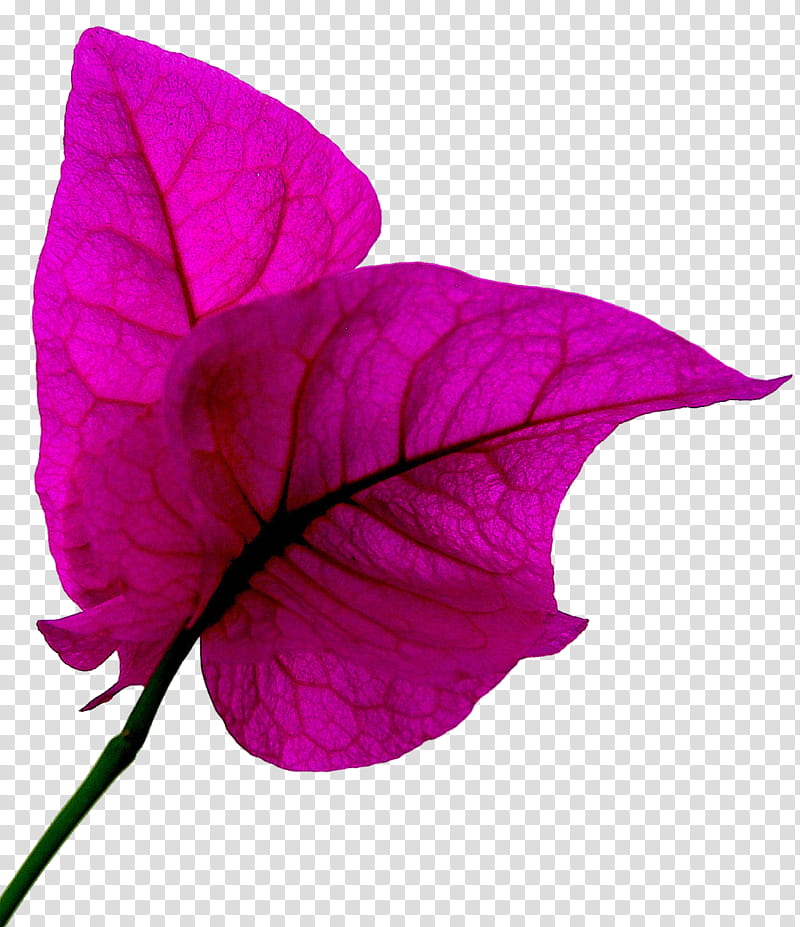 Foliage, pink bougainvillea transparent background PNG clipart