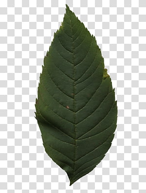 Leaf, Tree, Plant transparent background PNG clipart thumbnail
