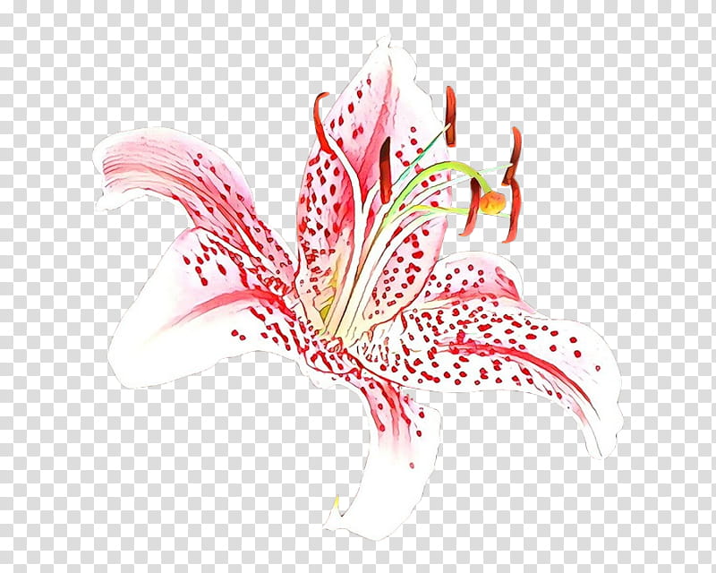 plant pink flower graphic design stargazer lily, Cartoon transparent background PNG clipart