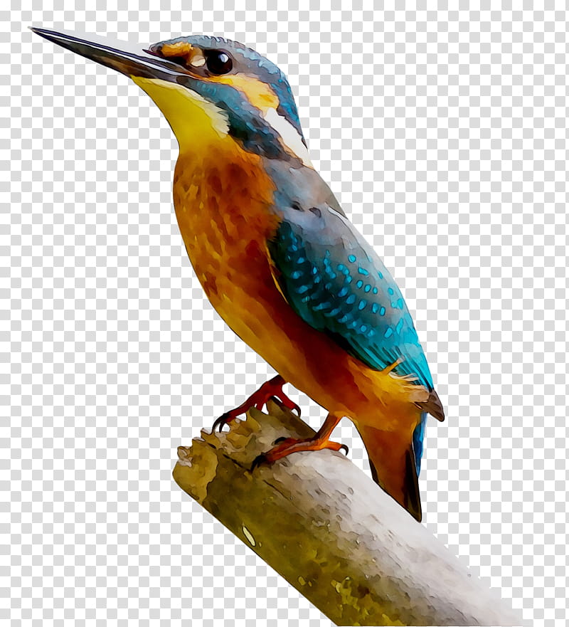 Owl, Bird, Hummingbird, Common Kingfisher, Beak, Feather, Woodpecker, Tshirt transparent background PNG clipart