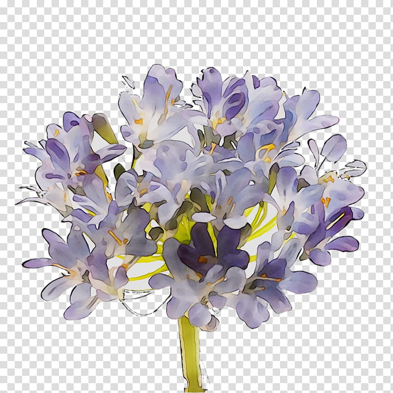 Flowers, Hyacinth, Cut Flowers, Lilac, Lavender, Violet, Family M Invest Doo, Purple transparent background PNG clipart