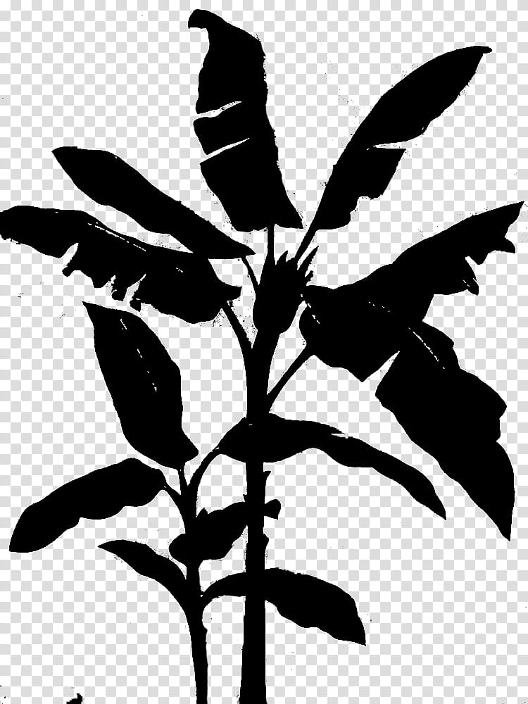 Banana Leaf, Painting, Cartoon, Hardy Banana, Blackandwhite, Plant, Tree, Flower transparent background PNG clipart