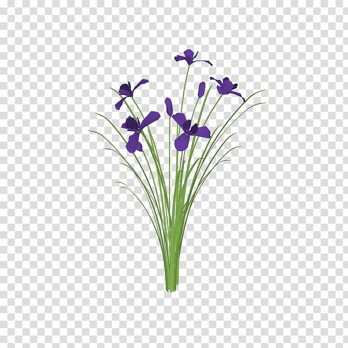 purple iris flowers transparent background PNG clipart