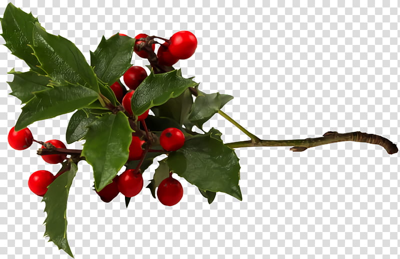 christmas holly Ilex holly, Christmas , Flower, Plant, Hawthorn, Chinese Hawthorn, Rose Hip, American Holly transparent background PNG clipart