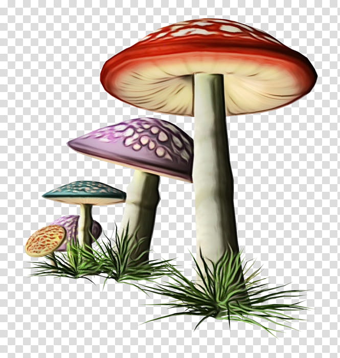 mushroom bolete edible mushroom terrestrial plant fungus, Watercolor, Paint, Wet Ink, Agaricaceae transparent background PNG clipart