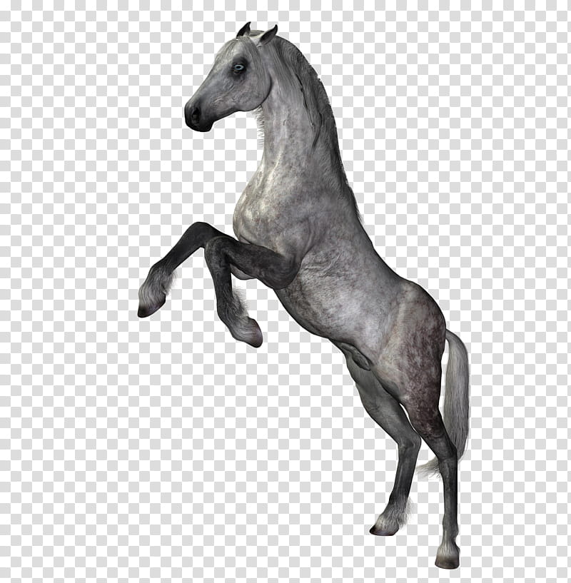 horse dapple grey, gray galloping horse transparent background PNG clipart