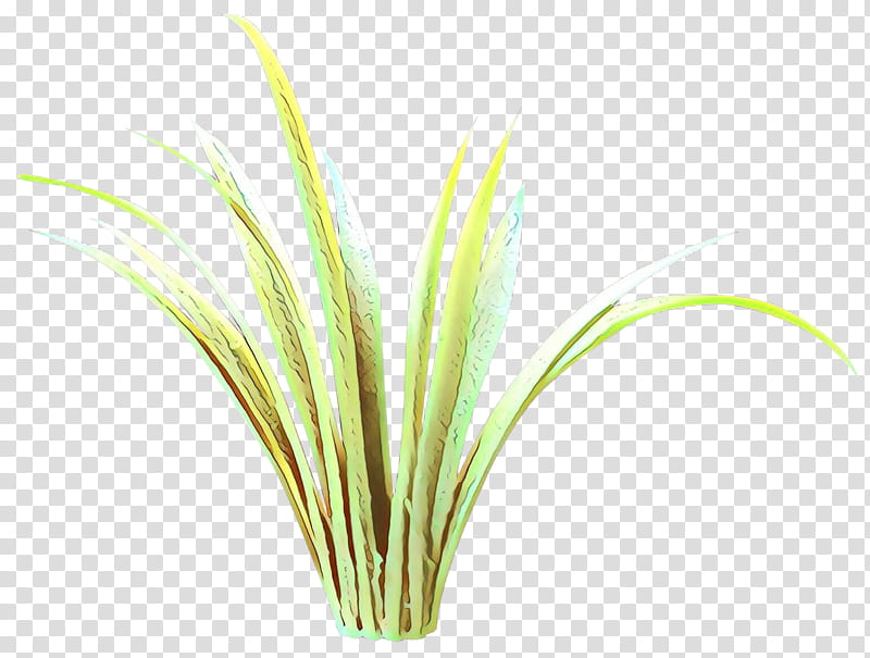 grass plant grass family flower lemongrass, Herb, Sweet Grass, Perennial Plant transparent background PNG clipart